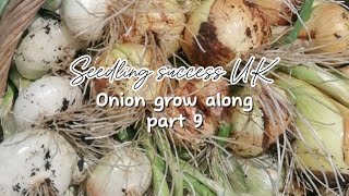 How to grow onions from seed stringing and storing part 9 [upl. by Bentley]