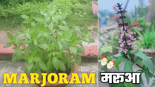 Health Benefits of Marjoram  How to Grow Marwa  Marjoram [upl. by Hesketh]