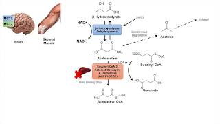 Ketone Body Metabolism  Ketolysis  Transport Absorption and Catabolism [upl. by Taylor]