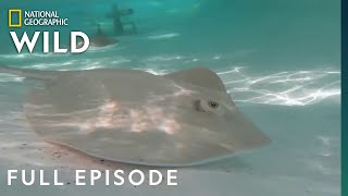 Stingray Stunner Full Episode  Secrets of the Zoo [upl. by Akiv333]