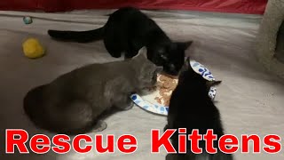 Foster Kittens Eating Wet Food  Happy Kitten Sounds [upl. by Rego296]