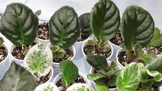 African Violets  LEAF PROPAGATION Tutorial [upl. by Abbate]