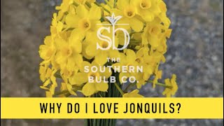 Why do I love JONQUILS [upl. by Awram]