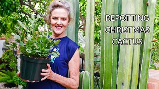 HOUSEPLANT REPOTTING CHRISTMAS CACTUS JoyUsGarden [upl. by Ing48]