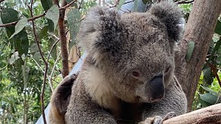 Cute Australian native animals  Koala Kangaroo Emu and Wombat [upl. by Gnni713]