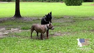 Pitbull Showing Strong Dominant Behavior At Doberman [upl. by Ahsirahc525]