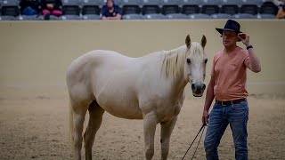 Honza Bláha  Liberty festival Kentucky  part 2A  first time without halter and starting flexion [upl. by Venice]