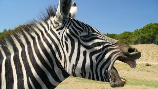 CRI DU ZEBRE 🦓 BRUIT DU ZEBRE 🦓ZEBRE QUI HENNIT au Zoo de Montpellier [upl. by Gerrilee]