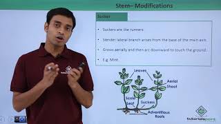 Class 11th – Stem – Modifications  Morphology of Flowering Plants  Tutorials Point [upl. by Enaffit]