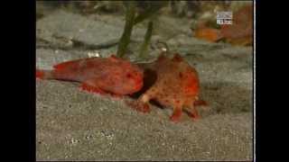 Red Handfish Thymichthys politus from Tasmania  courting and spawning laying eggs [upl. by Atsyrk952]