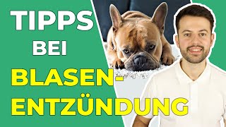 Blasenentzündung beim Hund erkennen und richtig handeln [upl. by Carder]