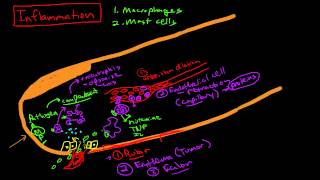 Physiology of Inflammation [upl. by Itsrik]