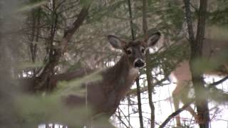 When and Why Deer Shed Their Antlers [upl. by Yelda]