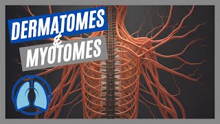 Dermatomes amp Myotomes Made Easy [upl. by Nonohcle139]