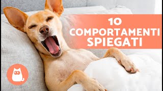 10 COMPORTAMENTI DEI CANI Spiegati 🐶❓ [upl. by Zashin]