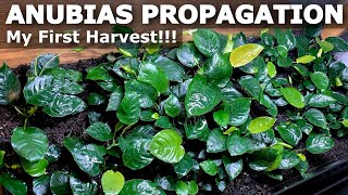 How to Divide Anubias  Harvesting my Emersed Anubias Plants [upl. by Menendez451]