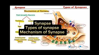 Synapse  Types of synapse  Mechanism of Synapse [upl. by Westbrooke406]