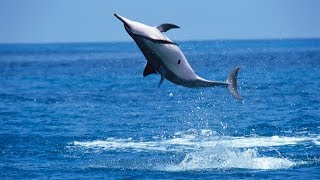 Why Do Spinner Dolphins Spin [upl. by Meesan]