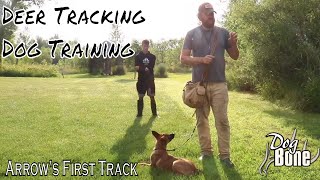 Deer Tracking Dog Training How To Start Tracking with a Puppy [upl. by Calmas529]