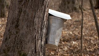 Maple Syruping Starts Early at Eastman Nature Center [upl. by Gene]