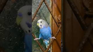 Blueberry🐦 🐦 shortsfeedbudgietrendingviralbabybudgieparakeetlovebirdsshortsviralshortfeed [upl. by Ballou]