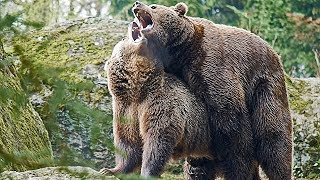 Nationalpark Bayer Wald BraunBären flirten und paaren sich Mating [upl. by Eglantine]