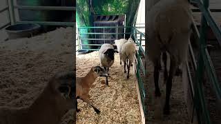 Beautiful Sheep’s sheeps animals shortsfeed youtubeshortsvideo shorts short [upl. by Annaerb]