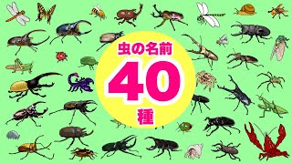 【昆虫の名前】こんちゅうのなまえ40種以上〈カブトムシ ノコギリクワガタ ザリガニ カマキリ スズメバチ トンボ〉【ひらがな 幼児向け 子ども向け】 日本語 Hiragana bug Japanese [upl. by Yaner]