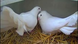 Fantail pigeon breeding  Tips  Methods  Easy method [upl. by Wenger]