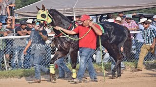 CAMPEÓN DE CAMPEONES 2017 quotEL NUEVO PIEDREROSATANASquot  PHOTOFINISH MATAPE [upl. by Thorny]