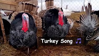 Turkey Gobble  I HAVE A TURKEY gobbling mix [upl. by Fanestil]