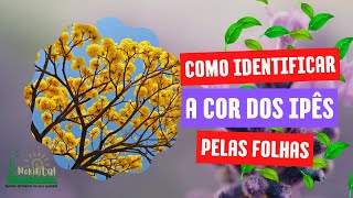 Como identificar o Ipê pelas folhas [upl. by Nojad]