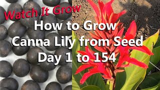 Seed to Flower in 4 Months  How to Scarify and Grow Canna Indica from Seeds into Canna Lily Plants [upl. by Gregorio]