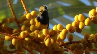 Olive back sunbird [upl. by Mckeon591]