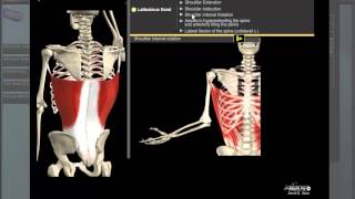 Latissimus Dorsi Anatomy [upl. by Gerius140]