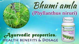 Bhumi amla Phyllanthus niruri  Ayurvedic properties Health benefits amp Dosage [upl. by Hooker]