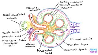 Renal Anatomy  The Glomerulus [upl. by Yenahc]