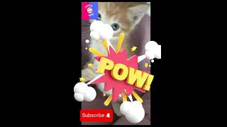 Mis Gatitos divertidos 😊🥰 Pedro Jacobo y Juan reels michis funnycats funny top shortvideo [upl. by Thun463]