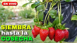 🍓Cultivo de Frutillas desde Semillas hasta la Cosecha [upl. by Ennovahs51]