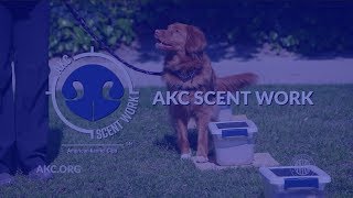 AKC Scent Work  Intro to Dog Sports [upl. by Cannon673]