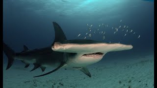 Facts The Great Hammerhead Shark [upl. by Tillfourd]