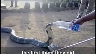 Dehydrated cobra drinks from a water bottle [upl. by Neirrad]