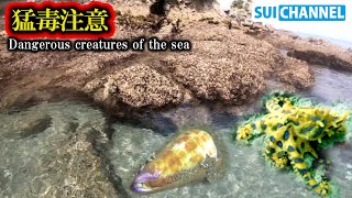 人も殺せる海の危険生物！磯遊びで絶対知っておくべき生き物知識！（声解説）Dangerous creatures of the sea [upl. by Gerbold]