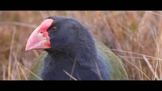 Takahē  return to the wild [upl. by Suirrad]