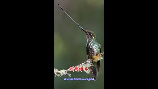 Swordbilled Hummingbird 剑嘴蜂鸟 [upl. by Ellivnarg]