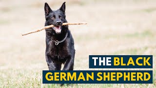 Black German Shepherd Your Guide to The AllBlack GSD [upl. by Alesiram507]