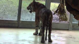 Virtual Tour of the Augsburg Zoo  Sumatra Tiger  Striped Hyena  Coatis  Rhino  Lions [upl. by Rj]