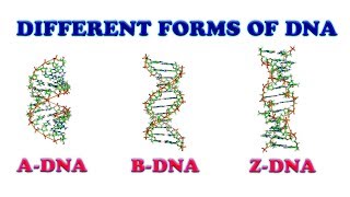 Difference between ADNA BDNA amp ZDNA [upl. by Notnats]