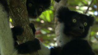 Cute Jumping Indri Lemurs  Madagascar  BBC Earth [upl. by Pasadis]