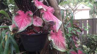 Your Caladium Garden Can Look Like This How To Video [upl. by Polak858]